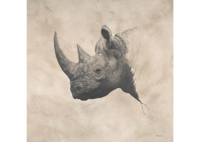 Rhino, by David A. Hunt, Graphite on panel, 30 x 30"
